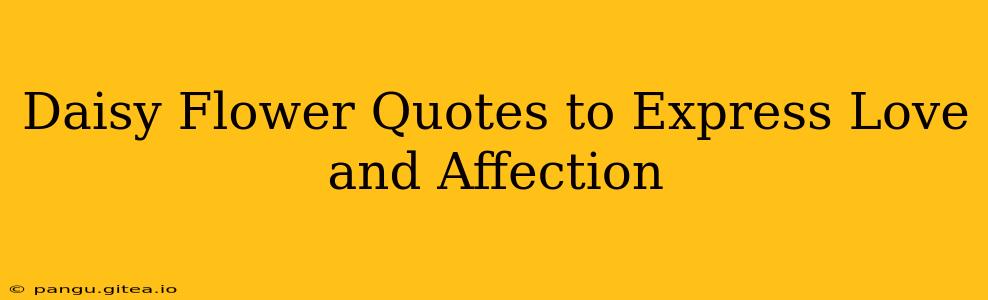 Daisy Flower Quotes to Express Love and Affection