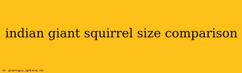indian giant squirrel size comparison