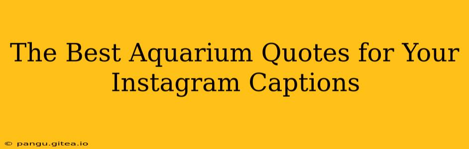 The Best Aquarium Quotes for Your Instagram Captions